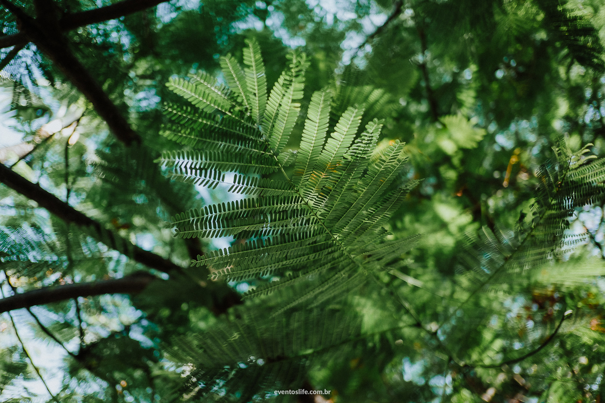 Life Fotografia, Fotografia de Casamento Sorocaba, Ilhabela, Fotos de Casamento, Fotos diferentes, Mini Wedding, São Paulo, Itu, Pier 151, Casamento na praia, Litoral, Mar, O dia mais bonito, Making of, Natureza, Árvore, Folhas, Verde, Céu azul, Verão