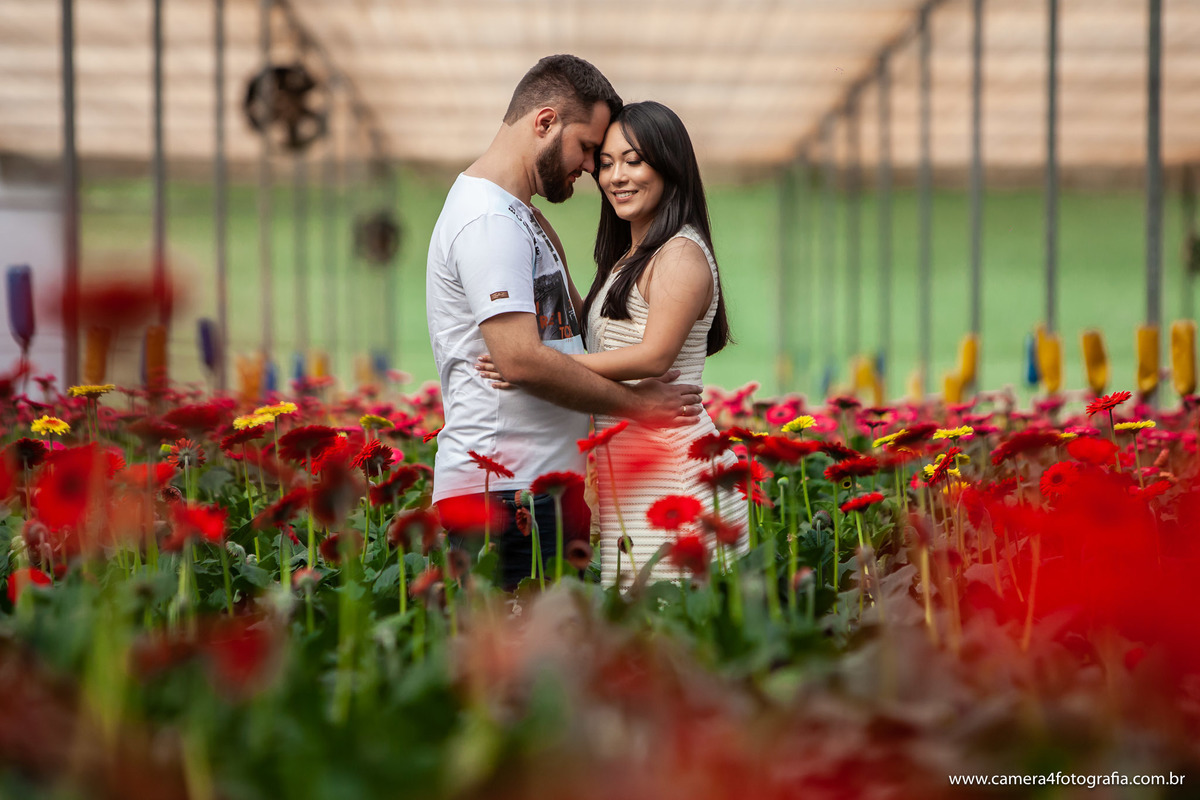 noivos nas plantação de flores em Holambra durante o ensaio pré wedding
