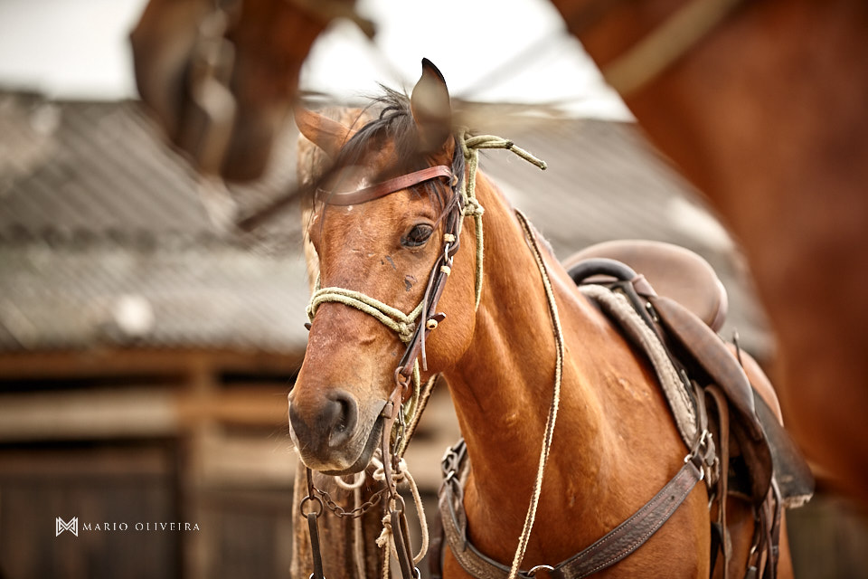 fotos de casal na fazenda, noiva andando a cavalo, mario oliveira, melhor fotografo de florianopolis, trash the dress, casal no campo, ensaio fotografico de casal na fazenda