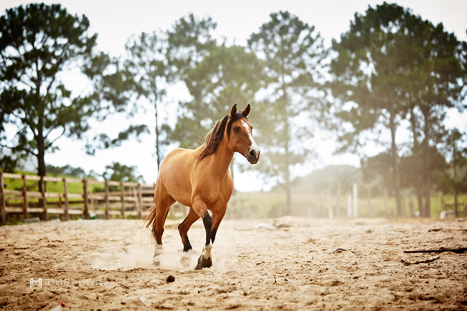 fotos de casal na fazenda, noiva andando a cavalo, mario oliveira, melhor fotografo de florianopolis, trash the dress, casal no campo, ensaio fotografico de casal na fazenda