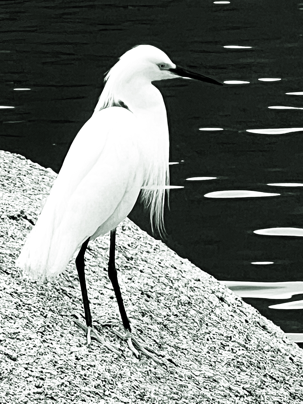 À espera de seu peixe
