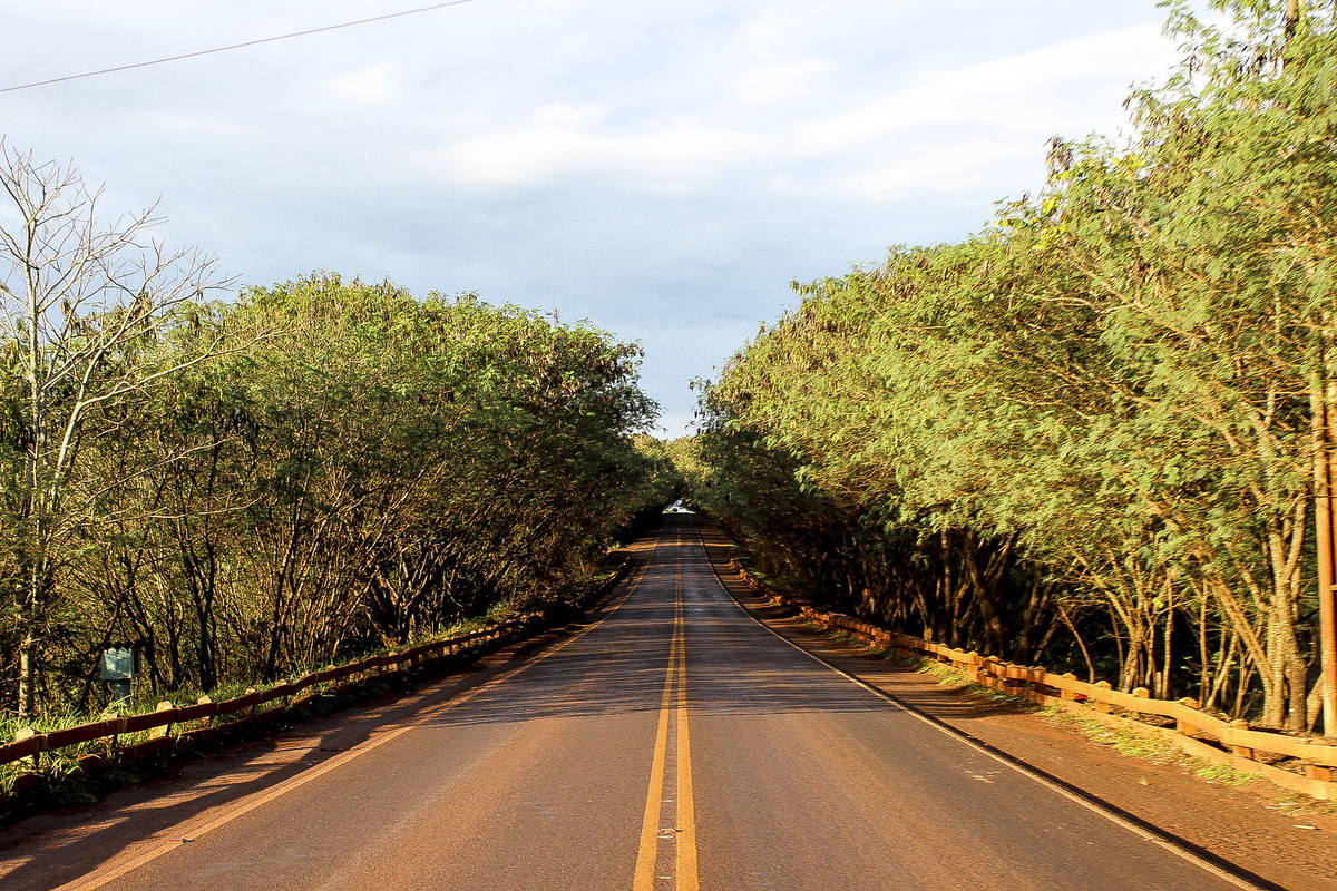 Tunel de árboles de Santa Rita