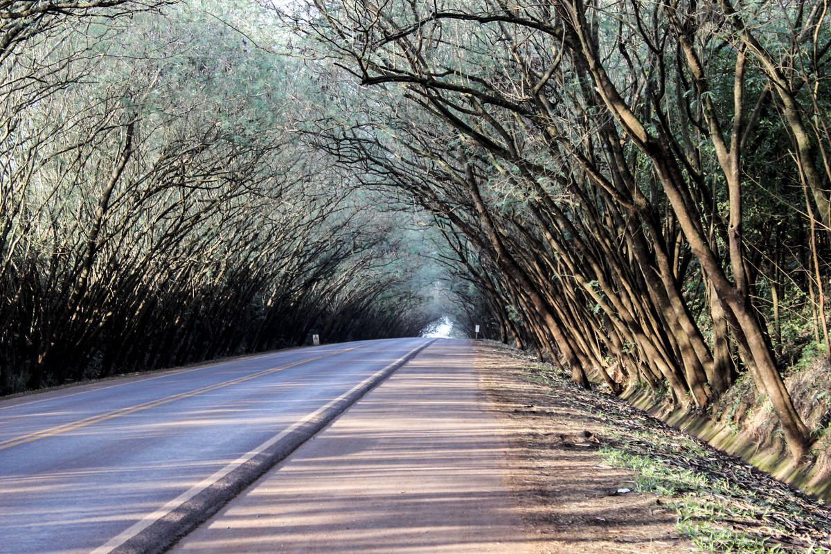 Tunel de árboles de Santa Rita