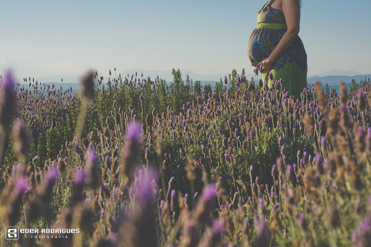 fleres de lavanda e mulher gravida