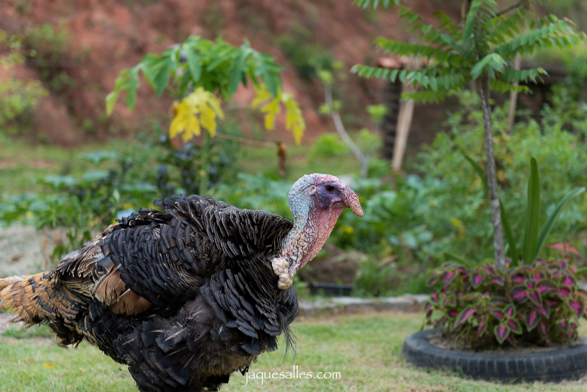fotografia animal peru de estimação