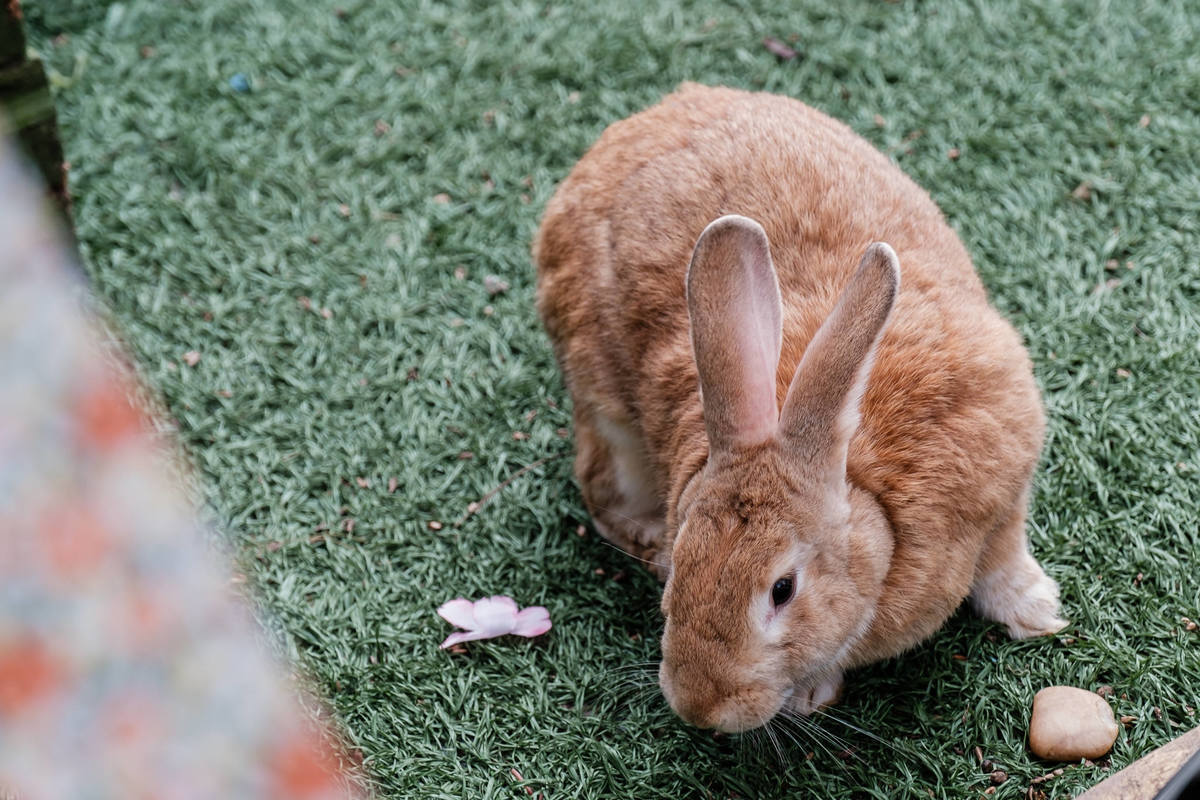 Festa infantil lúdica de 1 ano no Rio de Janeiro com o tema Jardim das Fadas. O aniversário aconteceu no espaço O quintal no Recreio dos Bandeirantes e a Fotógrafa infantil Jaque Salles foi a responsável pelas belas imagens.