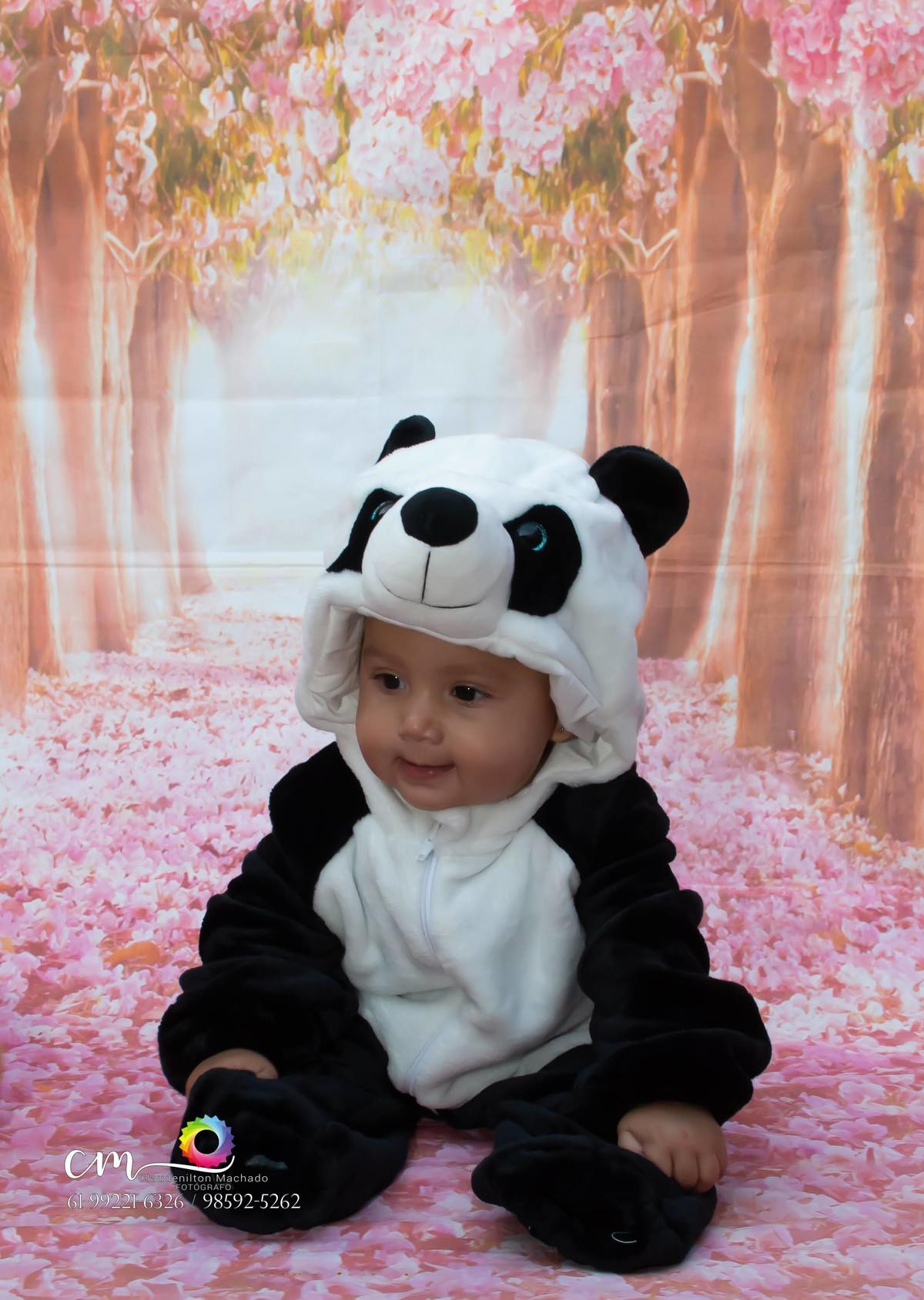 mamíferos urso panda O panda-gigante é um mamífero omnívoro da família Ursidae endêmico da República Popular da China