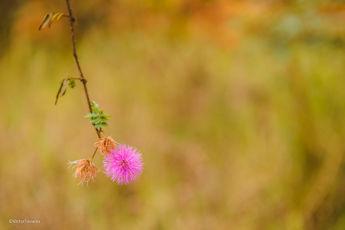 Fotos do rompimento da barragem da Samarco em Mariana que atingiu o distrito de Bento Rodrigues MG com ruínas lama e destruição