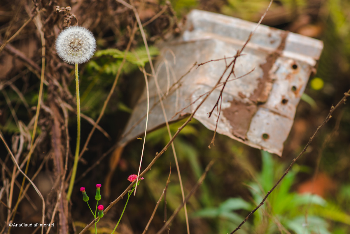 Fotos do rompimento da barragem da Samarco em Mariana que atingiu o distrito de Bento Rodrigues MG com ruínas lama e destruição