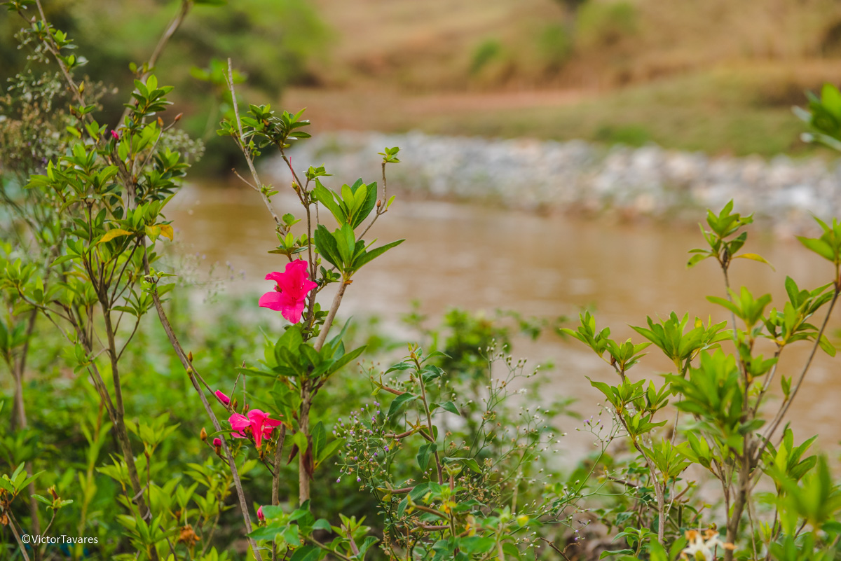 Fotos do rompimento da barragem da Samarco ocorrido em Mariana MG com lama destruição e ruínas em Barra Longa Minas Gerais