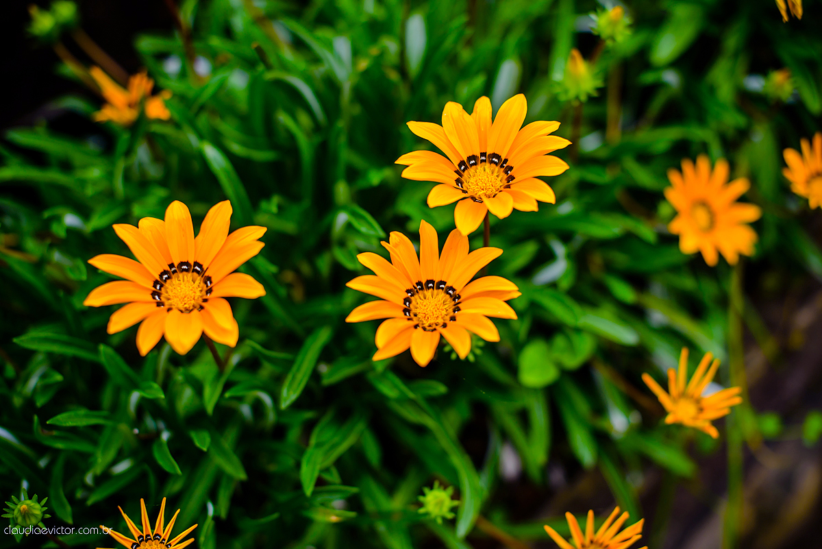 Lindo ensaio feminino de 15 anos realizado no Tecnotruta em Ibitirama ES com lindas paisagens e flores por fotógrafos de casamento de Vila Velha fotógrafos de casamento de Vitória fotógrafos de casamento de Serra Espirito Santo
