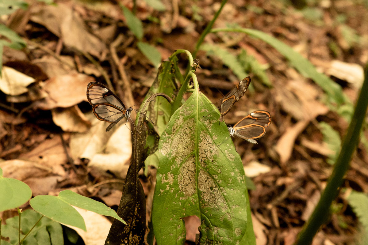 foto-gestante-natureza
