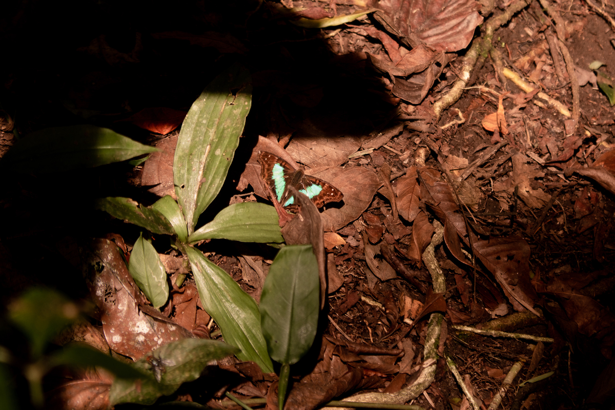 ensaio-gestante-cachoeira-sp