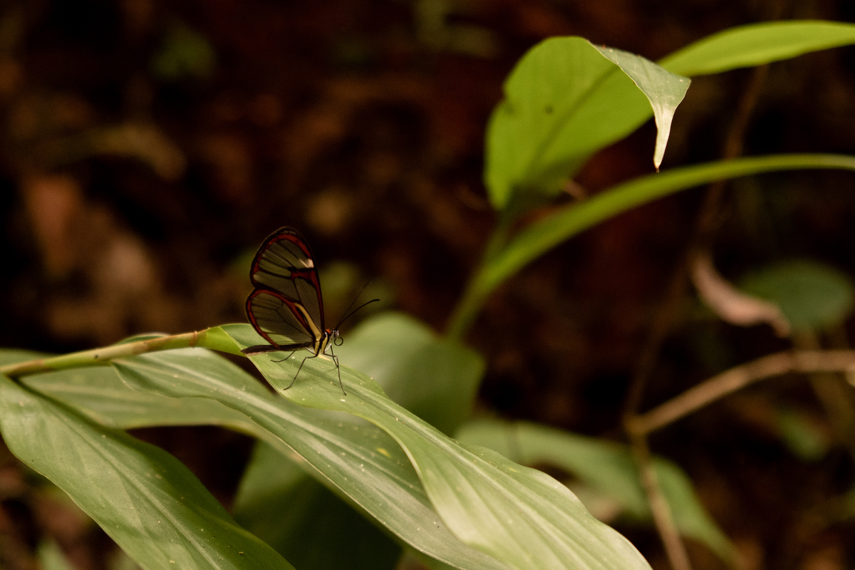 fotografia-gestante-cachoeira-sp