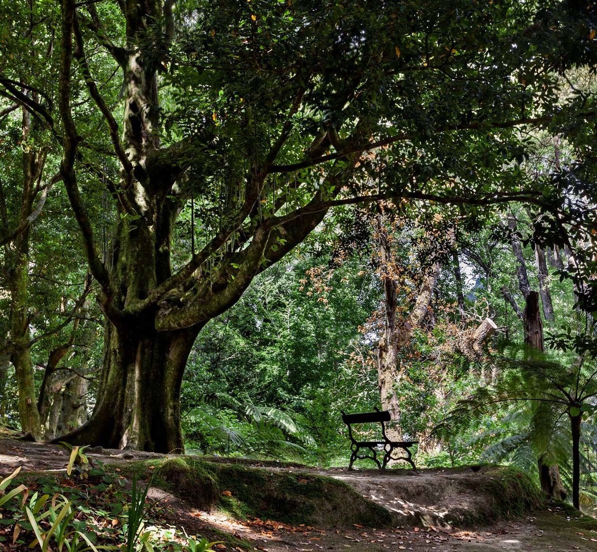 Terra Nostra Garden Hotel; Açores; Hotel; Furnas; Bensaude; Hotelaria;