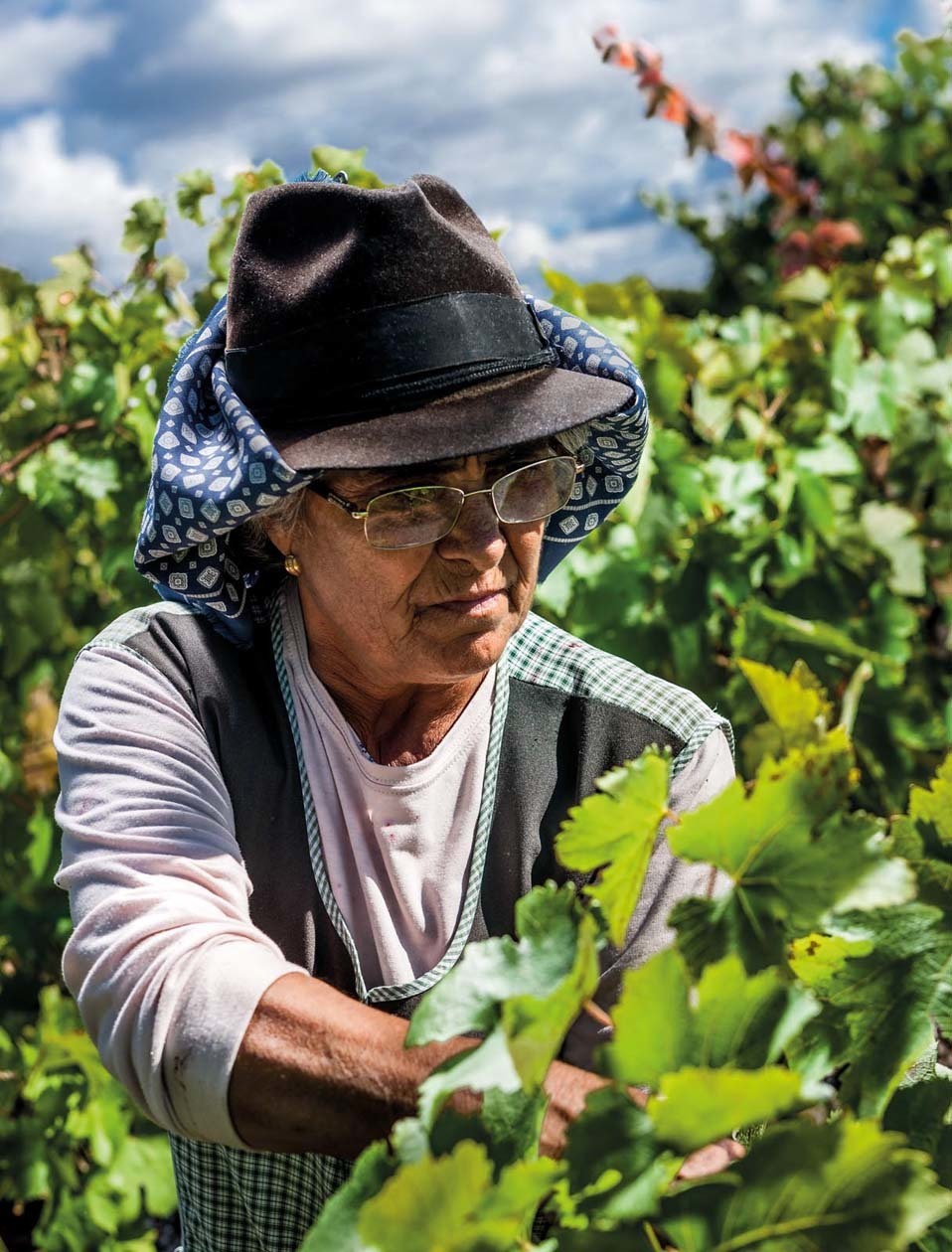 Vinhos do Alentejo; Adega; Cartuxa; Alentejo; Rota dos Vinhos; Vinhos; Fundação Eugénio de Almeida; EA; Vindimas;