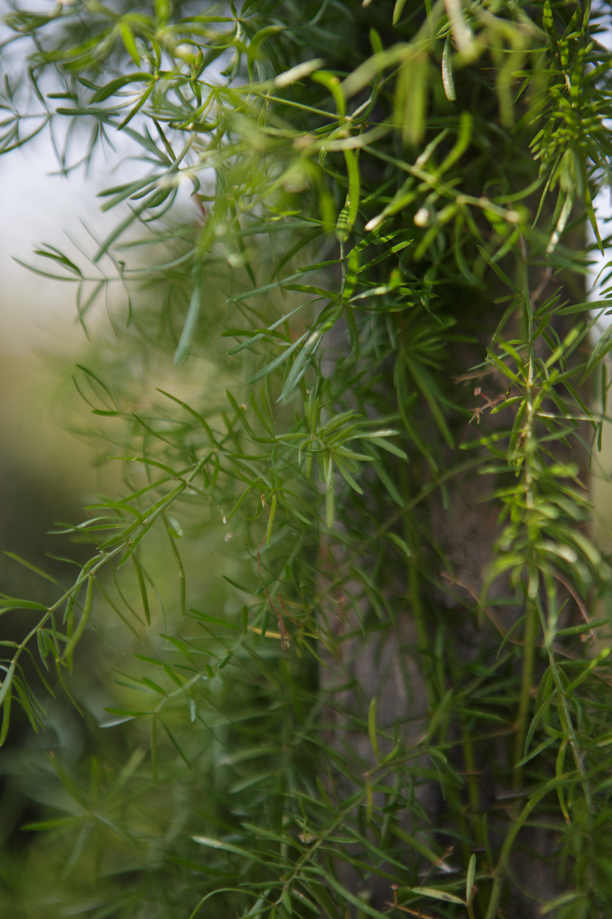 Rio de Janeiro - Casamento ao ar livre | Bianca e Felipe | Grumari Beach Garden