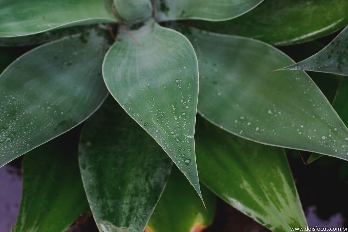 #mansaorosa #noivascariocas #casamento #noivasdobrasil #noivasp #noivario #fotografodecasamento #fotosdecasamento #noivas2020 #noivas2019 #casamentorj #noivasrio #vestidodecasamento #riodejaneiro #lapisdenoiva #vestidodenoiva #penteadosparanoivas 