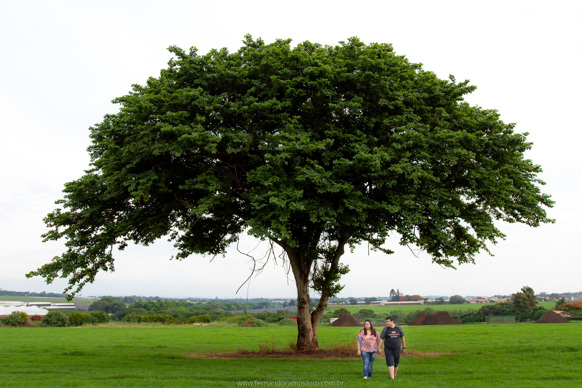 ENSAIO PRÉ-CASAMENTO, PRÉ-WEDDING, HOLAMBRA, CIDADE DAS FLORES,  ARVORE SOLITÁRIA, FOTOGRAFIA DE CASAMENTO, NOIVOS, FOTOS ESPONTÂNEAS, FOTOGRAFO DE CASAMENTO SP