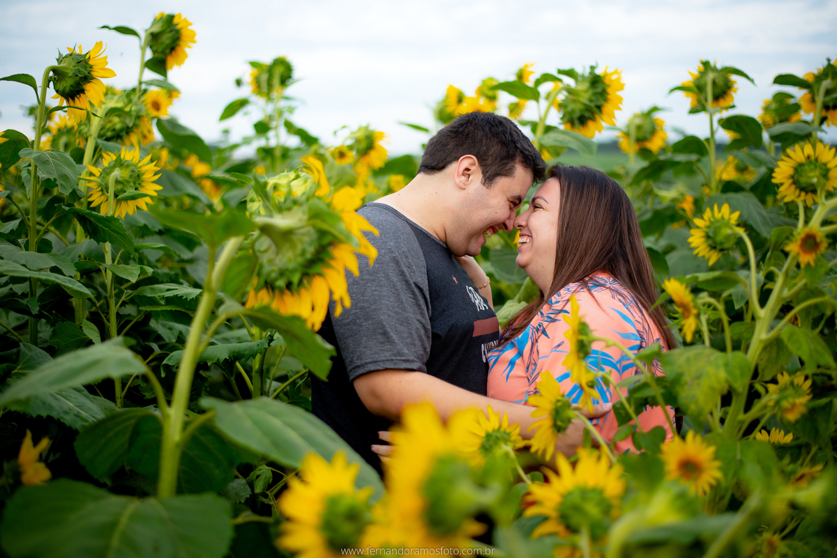 ENSAIO PRÉ-CASAMENTO, PRÉ-WEDDING, HOLAMBRA, CIDADE DAS FLORES, PLANTAÇÃO DE GIRASSOL, FOTOGRAFIA DE CASAMENTO, NOIVOS, FOTOS ESPONTÂNEAS, FOTOGRAFO DE CASAMENTO SP