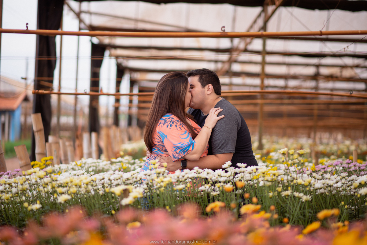ENSAIO PRÉ-CASAMENTO, PRÉ-WEDDING, HOLAMBRA, CIDADE DAS FLORES, PLANTAÇÃO DE GERBERAS, FOTOGRAFIA DE CASAMENTO, NOIVOS, FOTOS ESPONTÂNEAS, FOTOGRAFO DE CASAMENTO SP