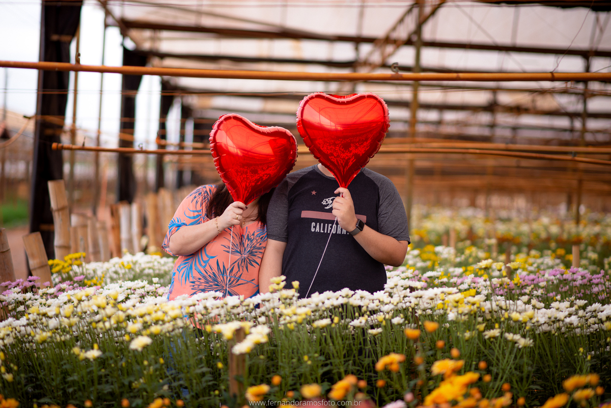 ENSAIO PRÉ-CASAMENTO, PRÉ-WEDDING, HOLAMBRA, CIDADE DAS FLORES, PLANTAÇÃO DE GERBERAS, FOTOGRAFIA DE CASAMENTO, NOIVOS, FOTOS ESPONTÂNEAS, FOTOGRAFO DE CASAMENTO SP