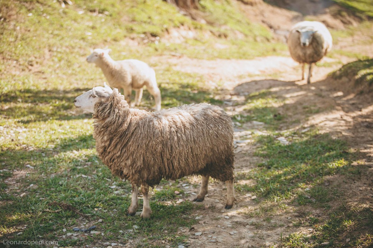 Ensaio-casal-leonardo-pepi-fotografo-de-casamento-de-curitiba-pre-wedding