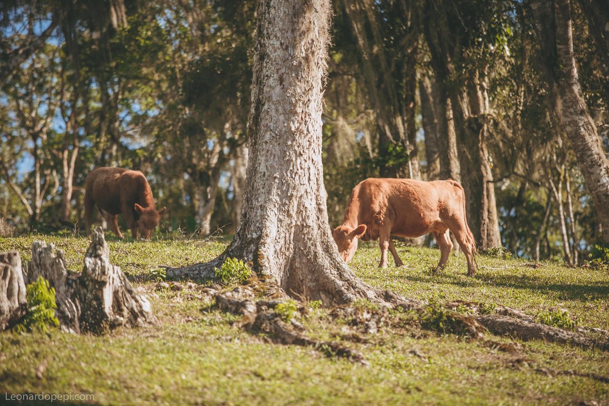 Ensaio-casal-leonardo-pepi-fotografo-de-casamento-de-curitiba-pre-wedding