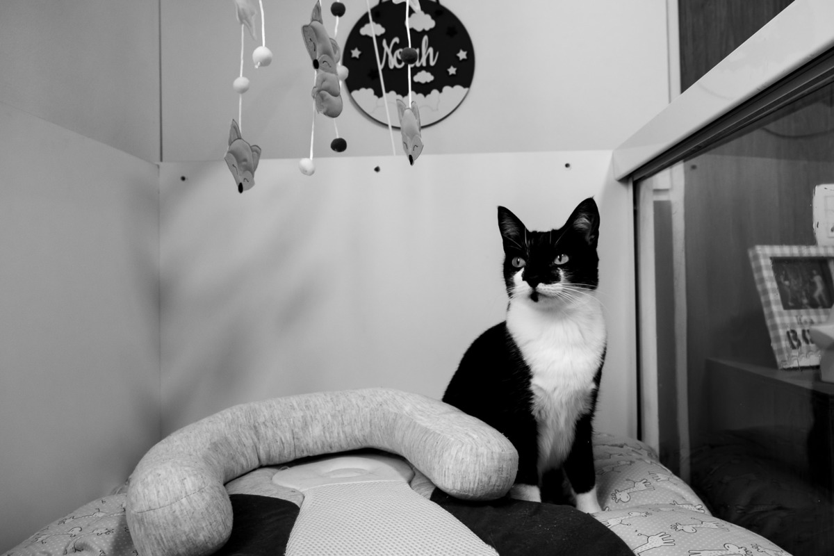 gatos esperando o bebe- gatos esperando o mano - pais de primeira viagem - su nery fotografia - fotógrafo caxias do sul - chegada do bebe em casa