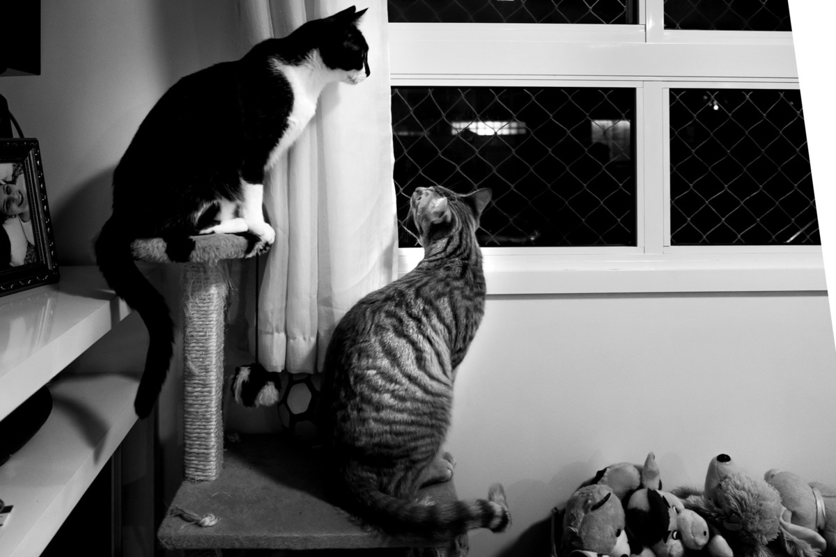 gatos esperando os donos - gatos esperando o bebe - casa do noah - chegada do noah em casa - gestante caxias do sul - gestante mãe de menino - fotógrafa serra gaúcha