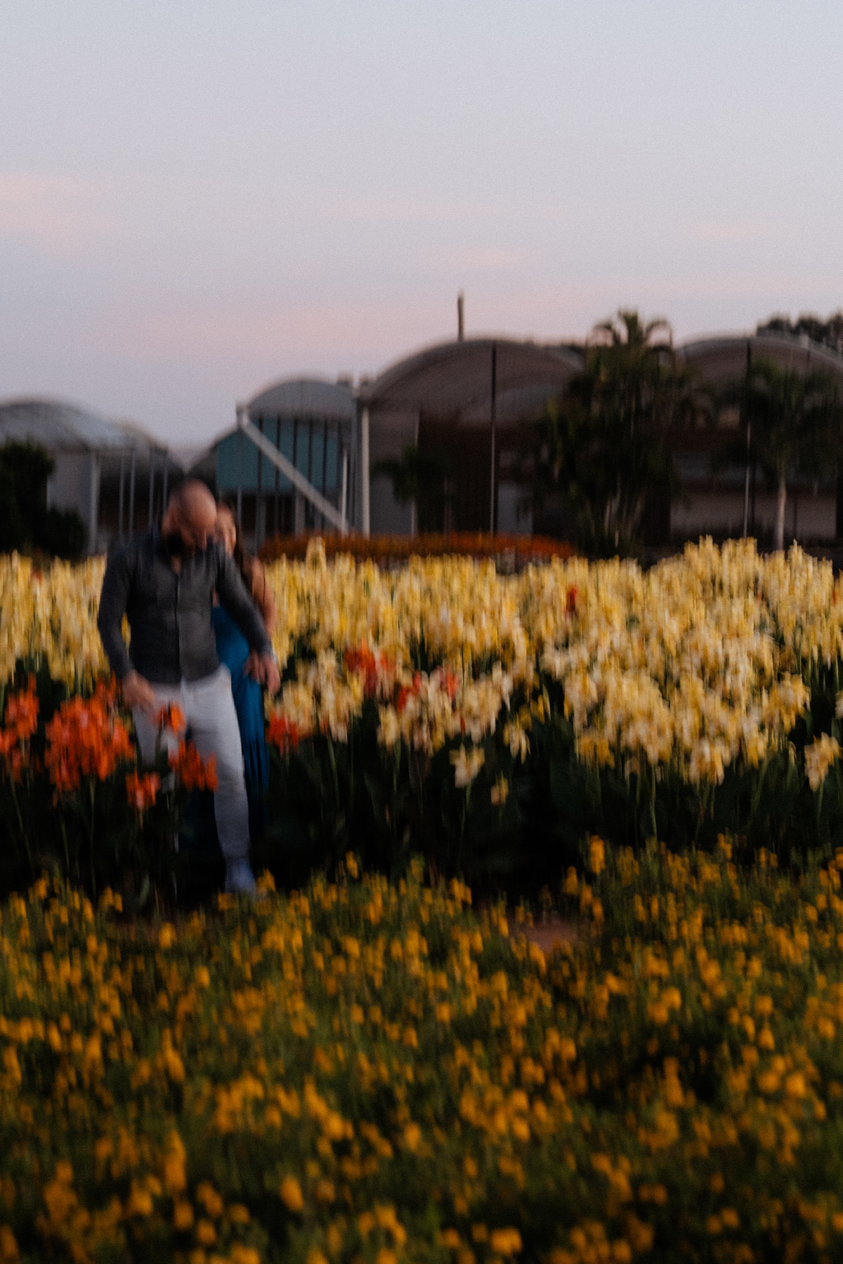 Ensaio pré wedding no Macena Flores em Holambra por Anderson Crepaldi Fotografia