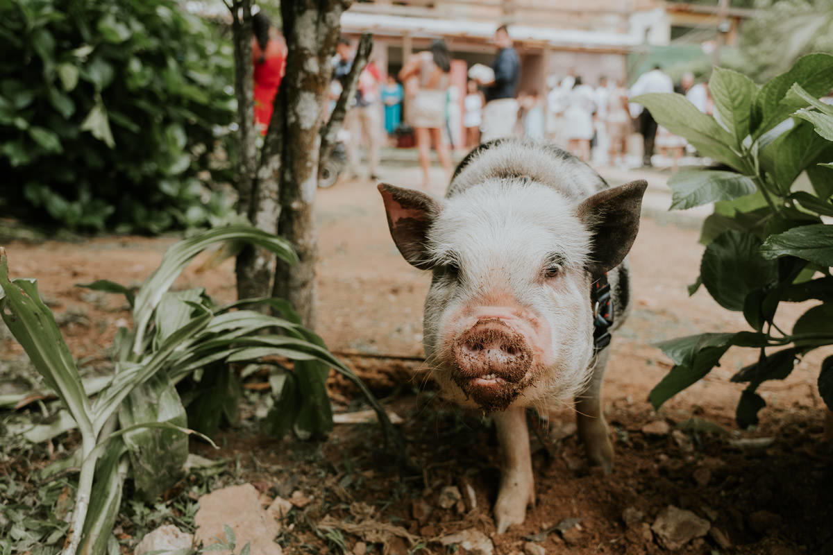 Casamento realizado em casa no estilo DIY Kamila e Paulo com buffet vegetariano