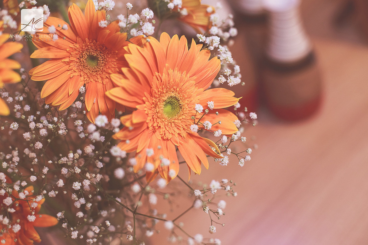 Festa da Maria Cecília