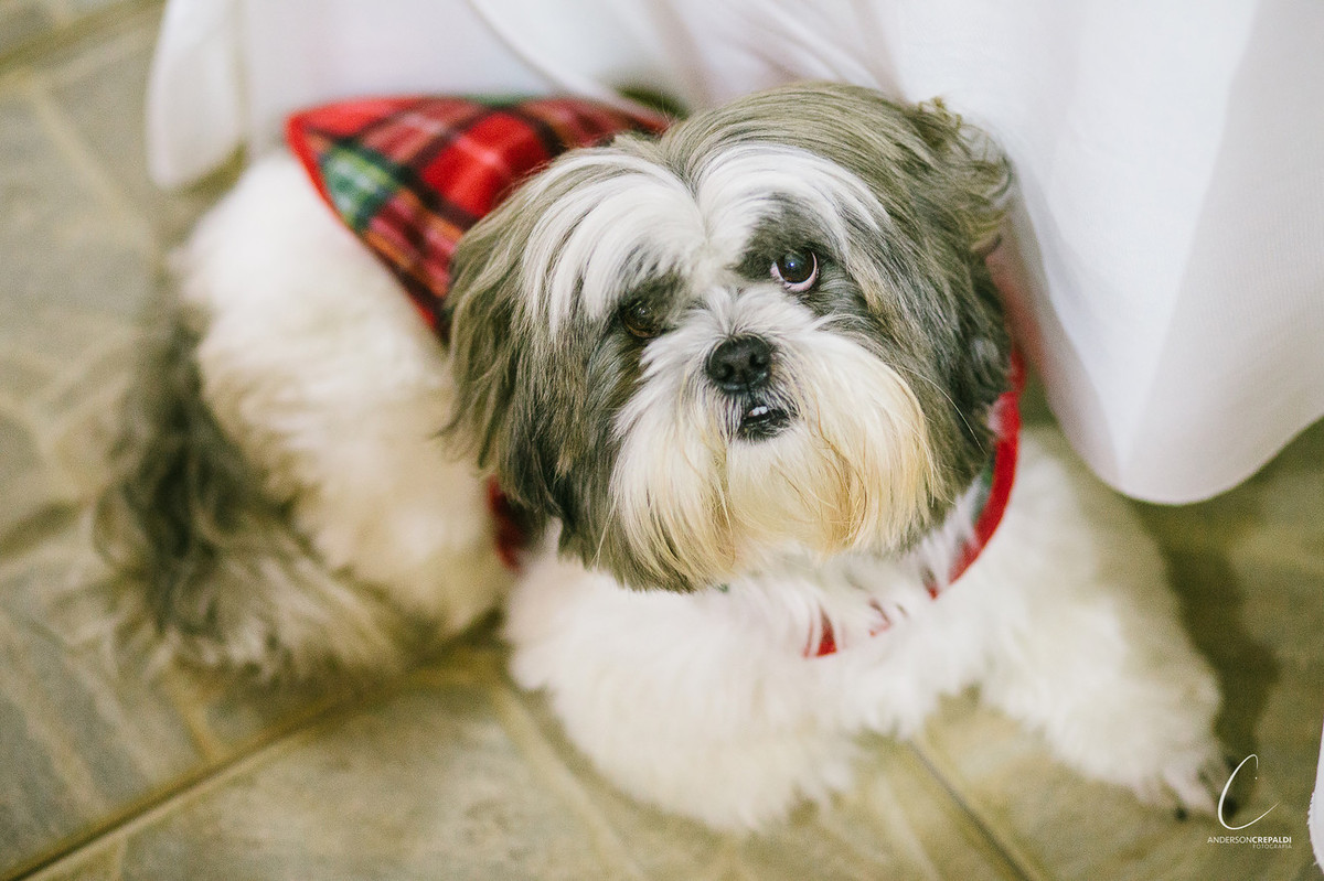 Bodas de Ouro Cida e Celestino