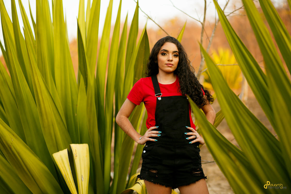 Foto entre as árvores para fotografia