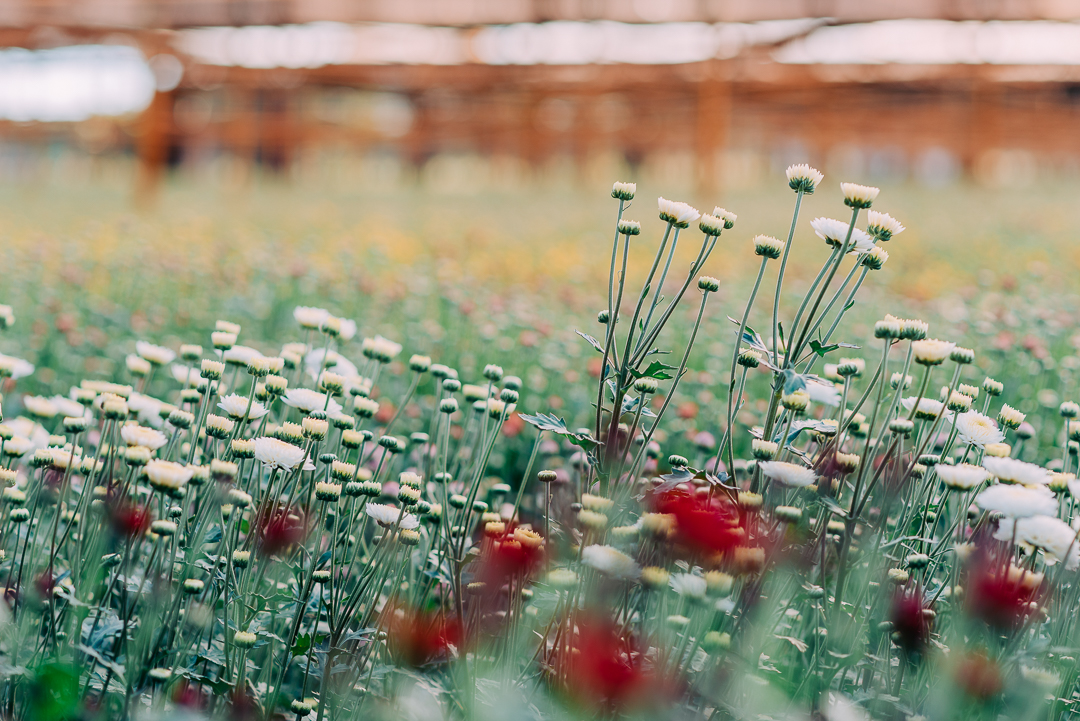 Ensaio Holambra fotógrafo de casamento em são paulo ensaio casal ensaio pré wedding noiva noivo ensaio fotográfico campo de trigo pontos turísticos de Holambra pousada hotel hostel amor love casamento buquê aliança vestido de casamento cerimônia festa
