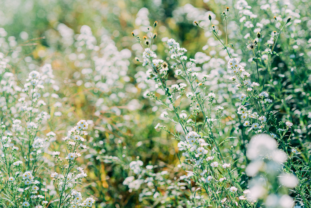 Ensaio Holambra fotógrafo de casamento em são paulo ensaio casal ensaio pré wedding noiva noivo ensaio fotográfico campo de trigo pontos turísticos de Holambra pousada hotel hostel amor love casamento buquê aliança vestido de casamento cerimônia festa