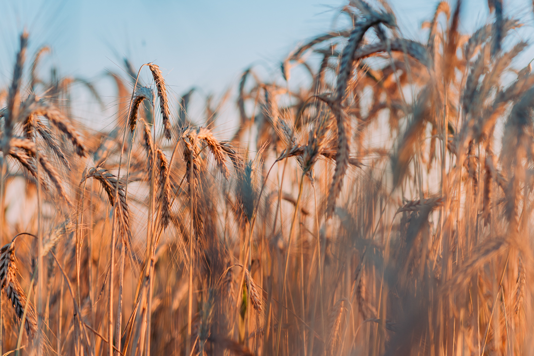 Ensaio Holambra fotógrafo de casamento em são paulo ensaio casal ensaio pré wedding noiva noivo ensaio fotográfico campo de trigo pontos turísticos de Holambra pousada hotel hostel amor love casamento buquê aliança vestido de casamento cerimônia festa