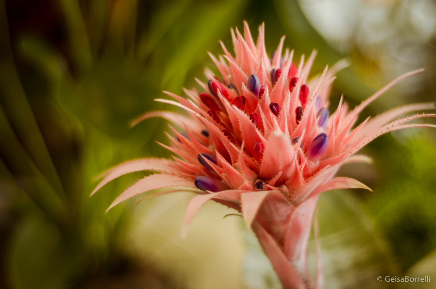 fotografia documental, fotografia campo largo, campo largo, fotografia, buque, casamento, ensaio