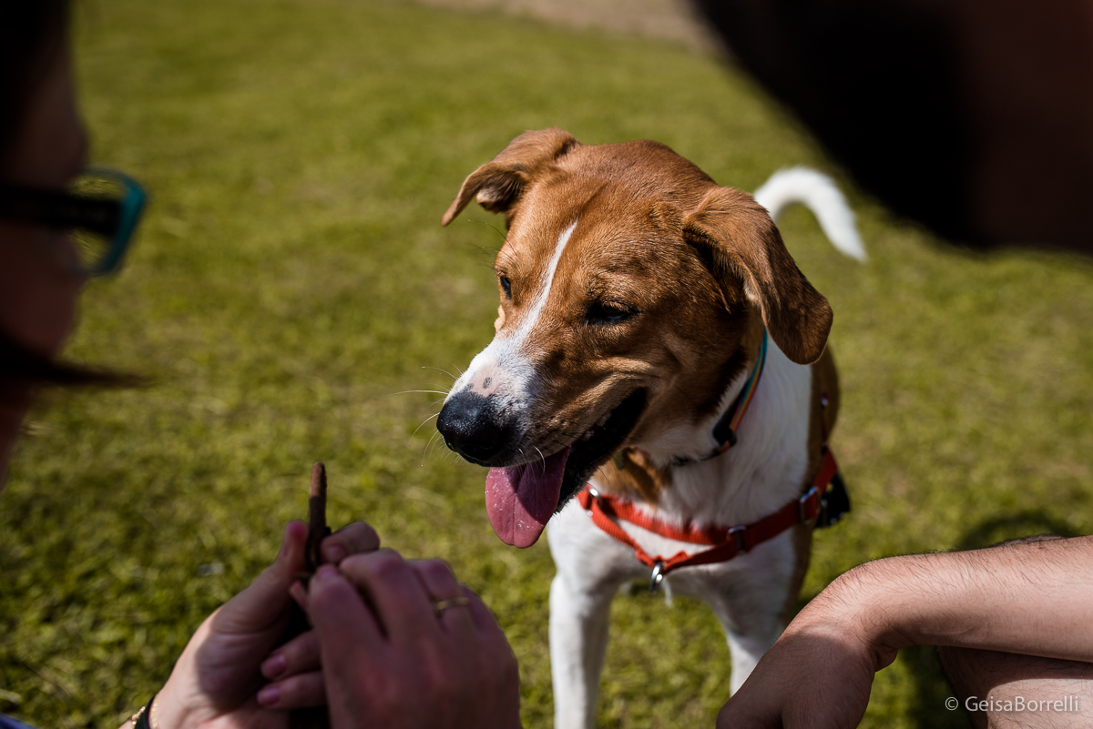 Ensaio pet Curitiba, ensaio pet, ensaio documental Curitiba, ensaio fotográfico externo, ensaio pet documental, ensaio lifestyle, ensaio externo, geisa borrelli fotografia, ensaio fotográfico pet