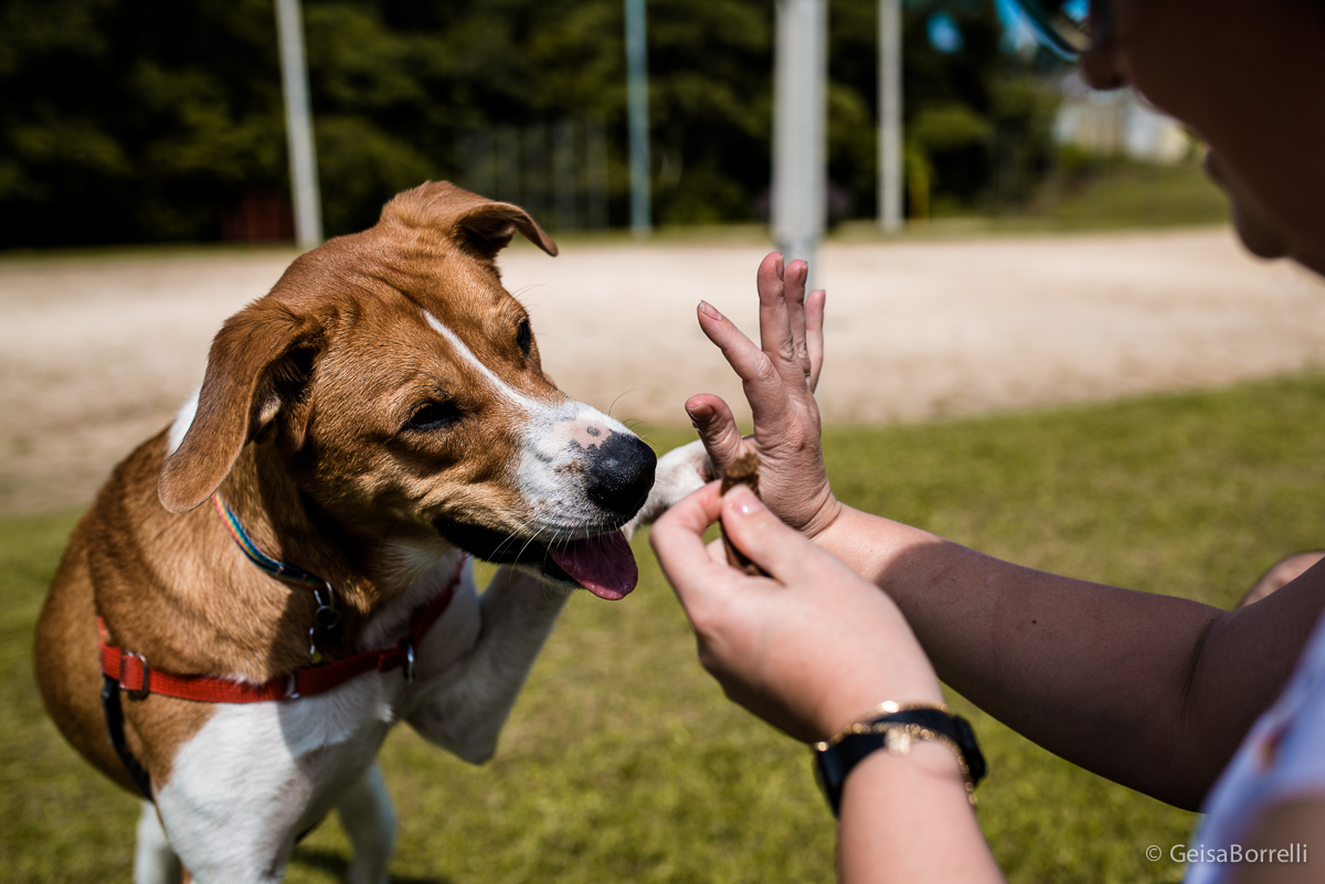 Ensaio pet Curitiba, ensaio pet, ensaio documental Curitiba, ensaio fotográfico externo, ensaio pet documental, ensaio lifestyle, ensaio externo, geisa borrelli fotografia, ensaio fotográfico pet