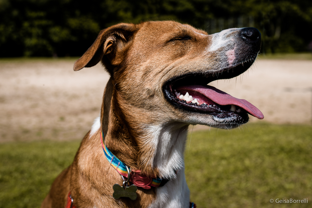 Ensaio pet Curitiba, ensaio pet, ensaio documental Curitiba, ensaio fotográfico externo, ensaio pet documental, ensaio lifestyle, ensaio externo, geisa borrelli fotografia, ensaio fotográfico pet