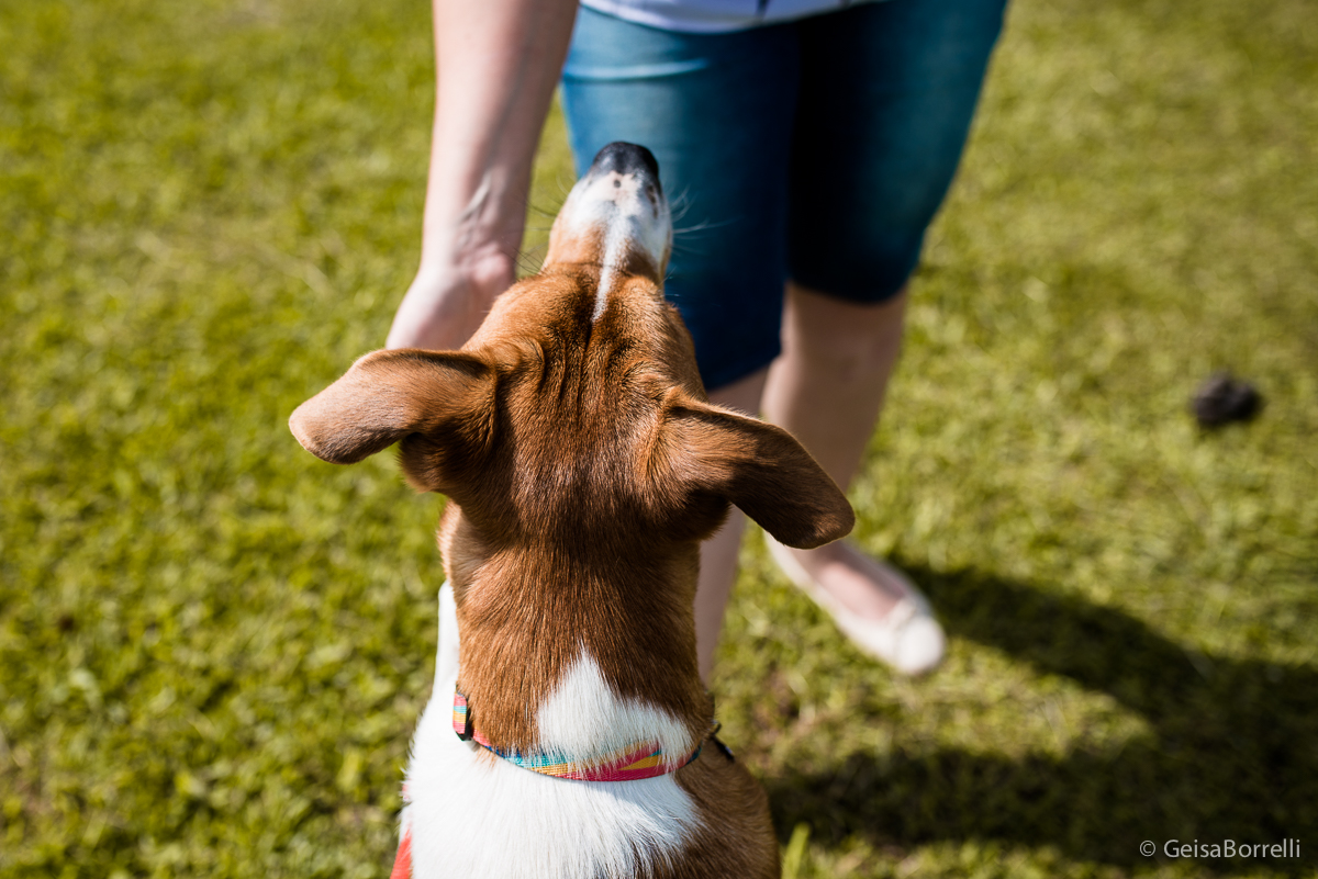 Ensaio pet Curitiba, ensaio pet, ensaio documental Curitiba, ensaio fotográfico externo, ensaio pet documental, ensaio lifestyle, ensaio externo, geisa borrelli fotografia, ensaio fotográfico pet