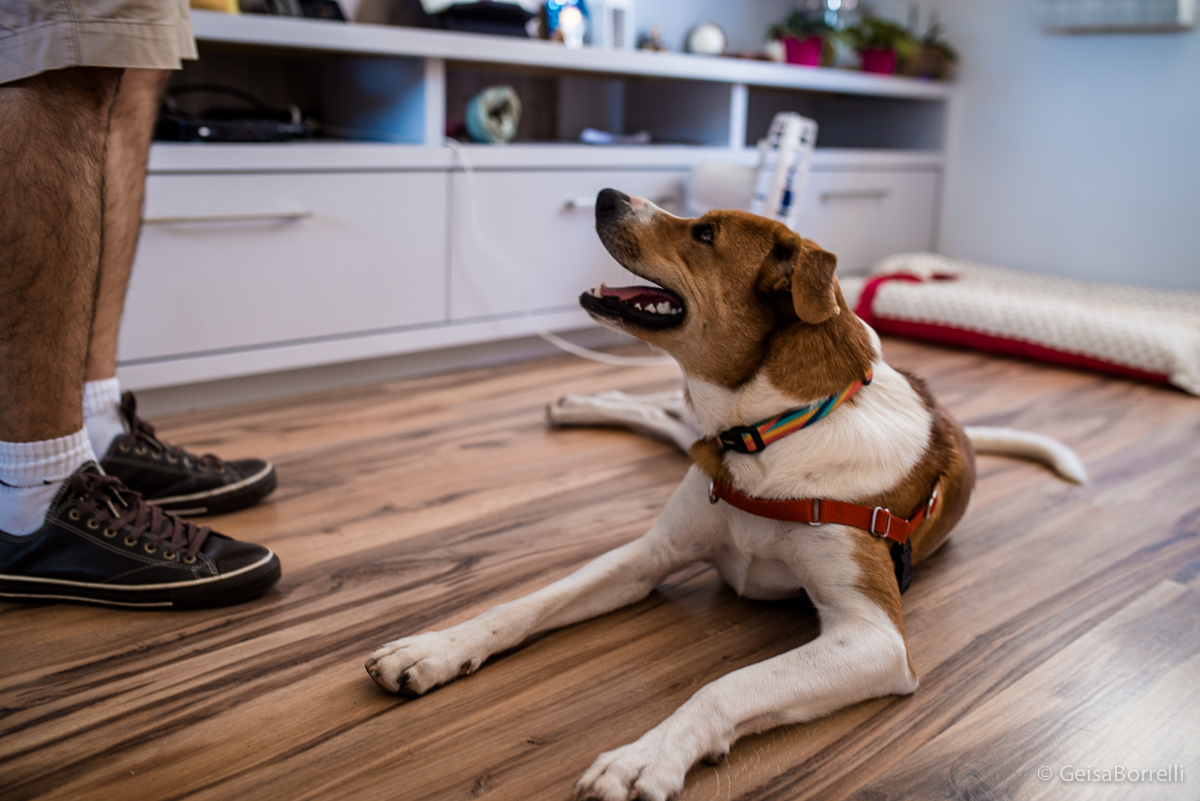 Ensaio pet Curitiba, ensaio pet, ensaio documental Curitiba, ensaio fotográfico externo, ensaio pet documental, ensaio lifestyle, ensaio externo, geisa borrelli fotografia, ensaio fotográfico pet