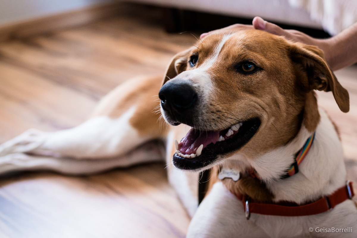 Ensaio pet Curitiba, ensaio pet, ensaio documental Curitiba, ensaio fotográfico externo, ensaio pet documental, ensaio lifestyle, ensaio externo, geisa borrelli fotografia, ensaio fotográfico pet