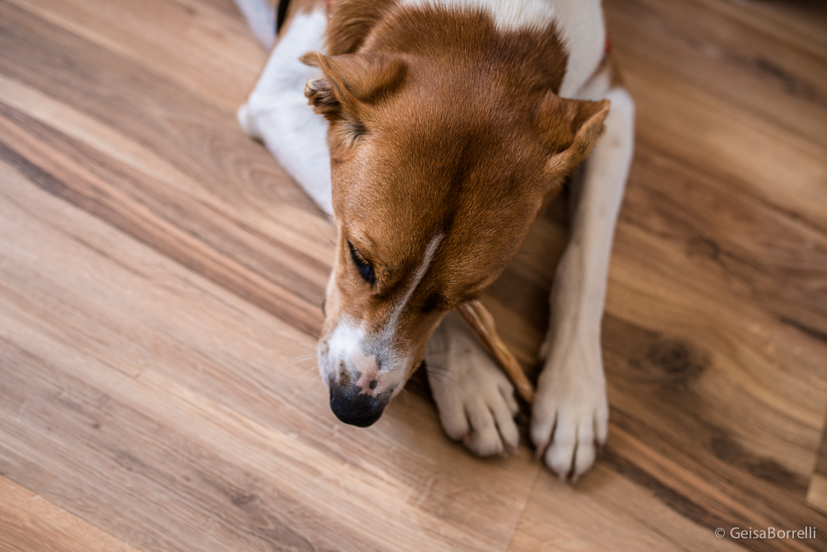 Ensaio pet Curitiba, ensaio pet, ensaio documental Curitiba, ensaio fotográfico externo, ensaio pet documental, ensaio lifestyle, ensaio externo, geisa borrelli fotografia, ensaio fotográfico pet