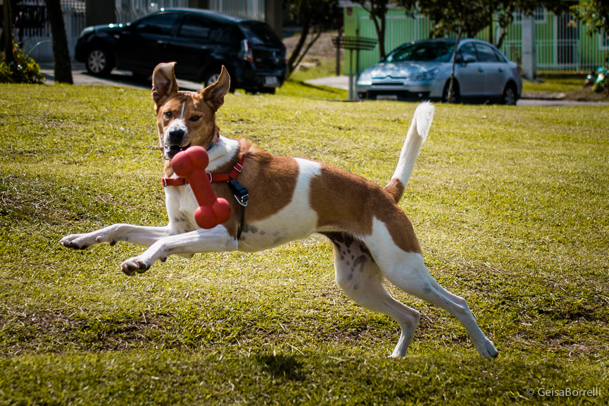 Ensaio pet Curitiba, ensaio pet, ensaio documental Curitiba, ensaio fotográfico externo, ensaio pet documental, ensaio lifestyle, ensaio externo, geisa borrelli fotografia, ensaio fotográfico pet