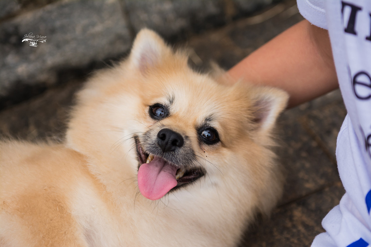gestante, juliana maeve, juliana maeve fotografia, sessao gestante ouro preto, gestante , juliana Maeve Fotografia, sessao fotografica gestante