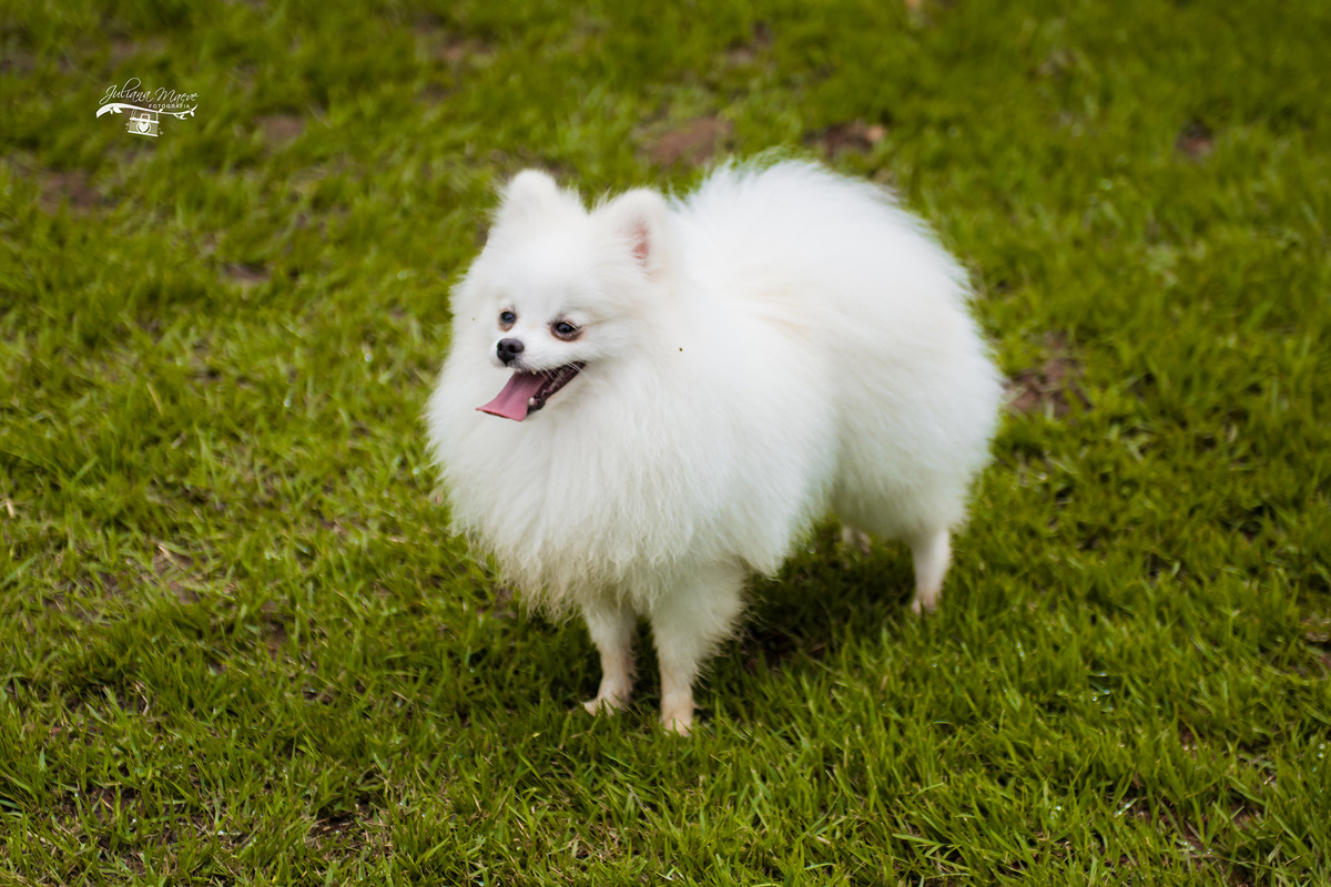 gestante, juliana maeve, juliana maeve fotografia, sessao gestante ouro preto, gestante , juliana Maeve Fotografia, sessao fotografica gestante