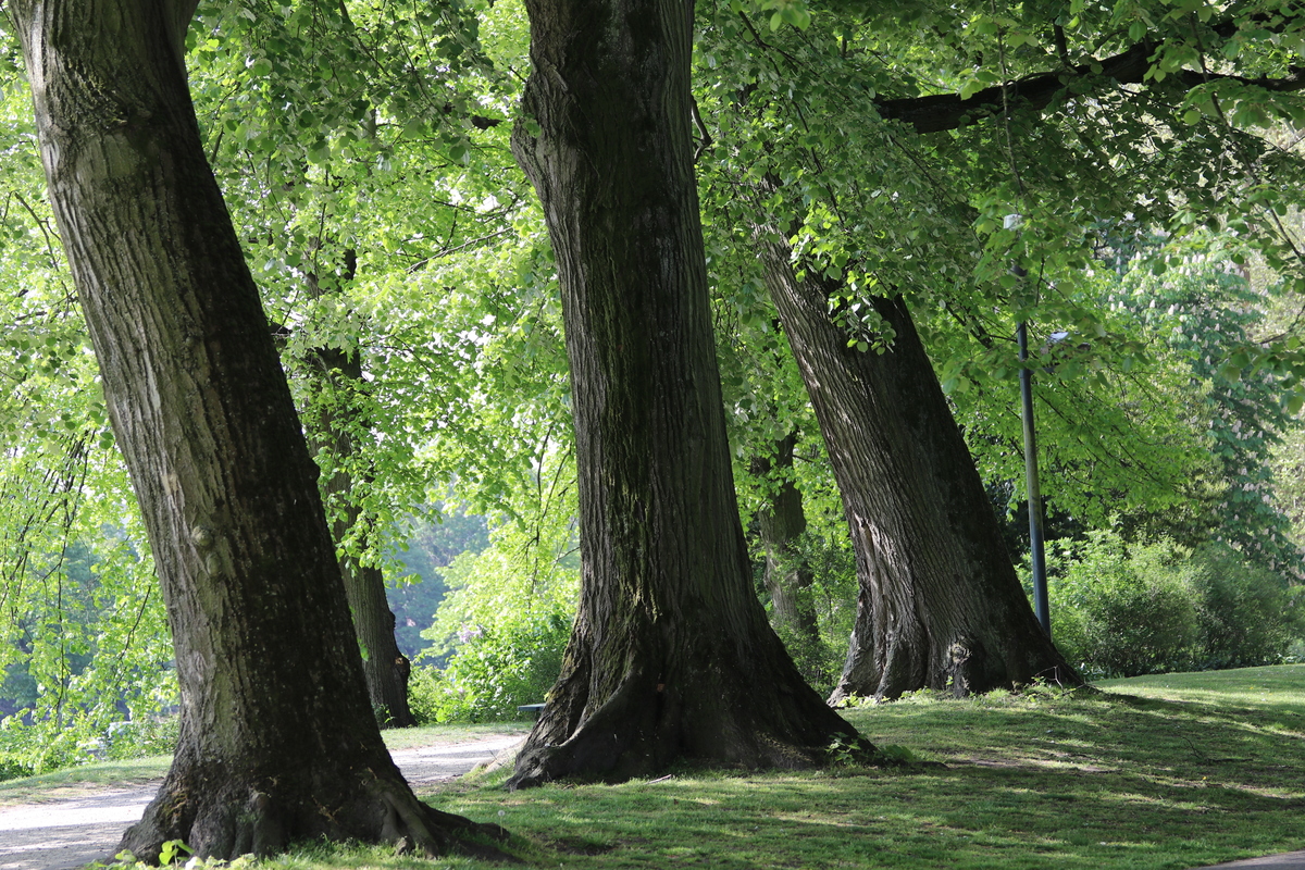 Brugge Primavera 2020